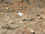 27918 Barbary Ground Squirrel sniffing.jpg